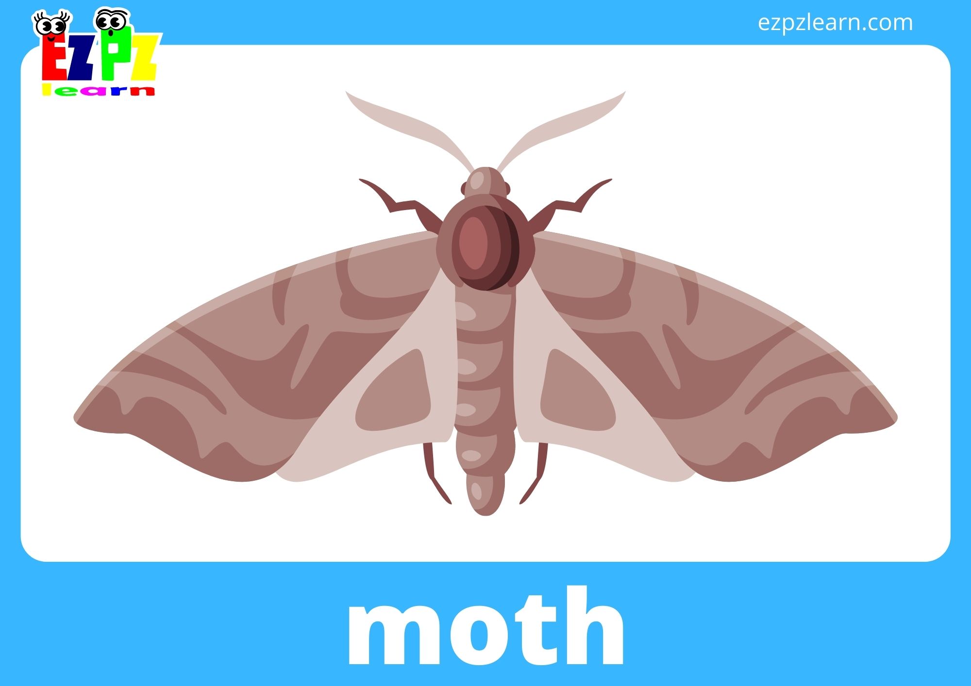 moth